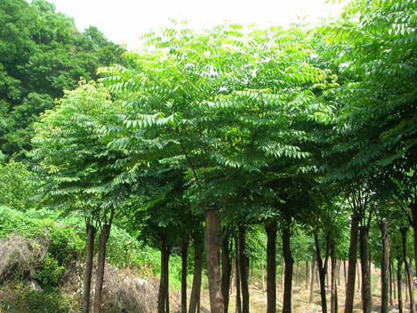 无患子（鬼见愁）