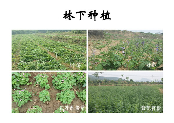 林下种植