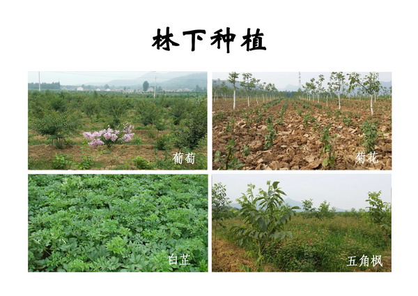 林下种植