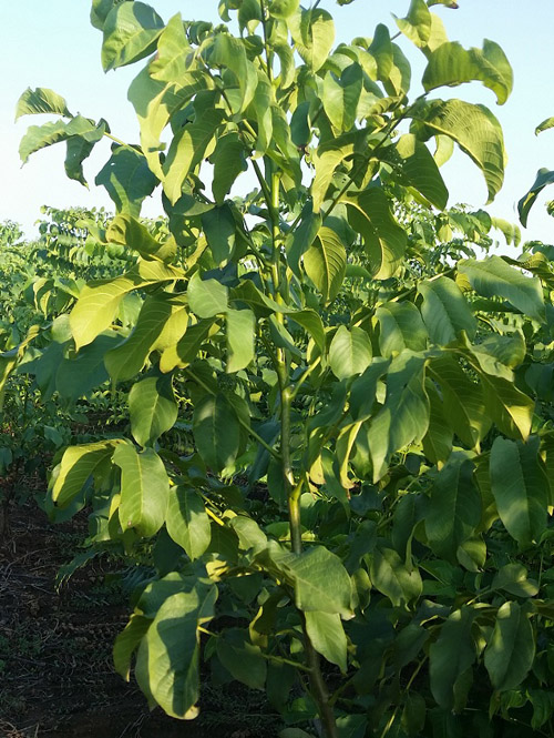 核桃苗（单株）