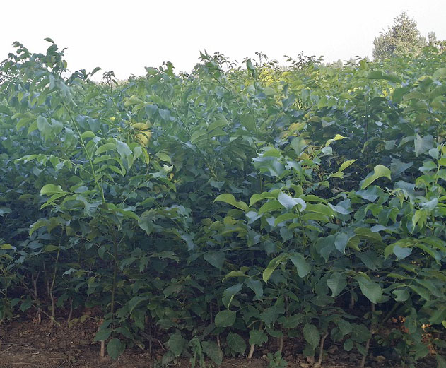 香玲核桃苗